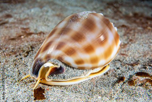 Banded bonnet snail Phalium bandatum photo