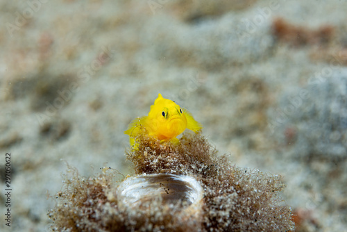 Yellow Pygmy Goby (Lubrocogobius exiguus) photo