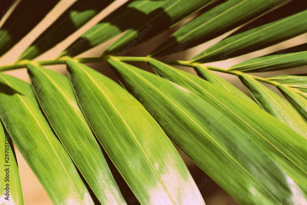 Obraz premium Palm leaf lit by the bright sun close up. Natural tropical background, retro style