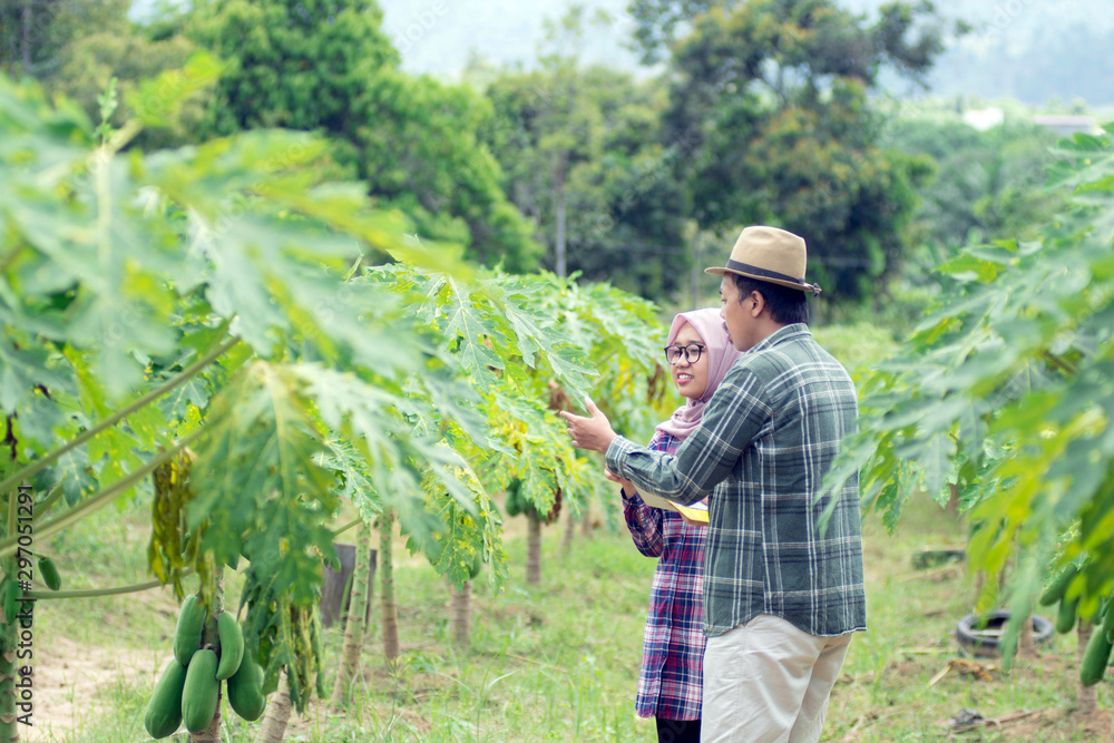 portrait of two young farmer's checking the quality of the papaya plant at the farm land