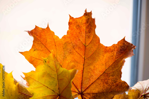 Beautiful colorful autumn maple leaves, background from autumn yellow leaves.