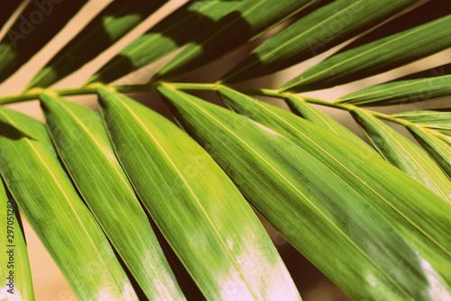 Palm leaf lit by the bright sun close up. Natural tropical background, retro style