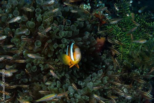 Clarki Anemonefish Amphiprion clarkii photo