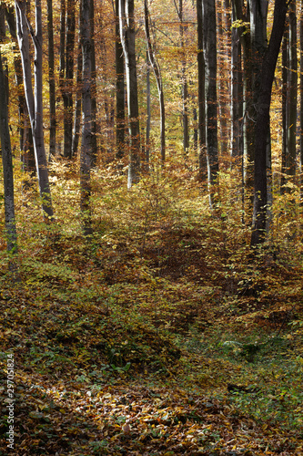 Red and colorful autumn colors in the beech forest