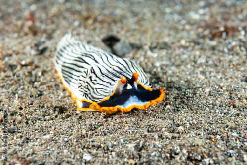 Nudibranch Armina sp. Anilao Philippines photo