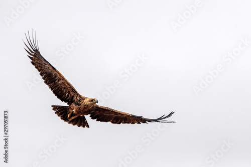 tawny eagle in kruger park south africa photo