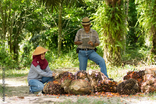two peoples middle aged muslim couple's with palm oil on the farm land photo