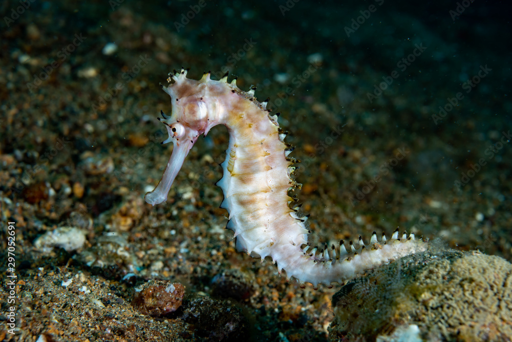 Thorny Seahorse Hippocampus histrix Thorny Seahorse Hippocampus histrix