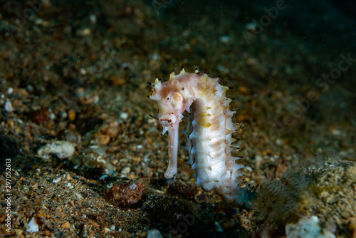 Thorny Seahorse Hippocampus histrix © Francesco
