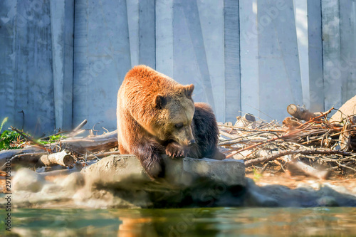 Cherkasy, Ukraine. 09/29/2019. The brown bear washes near the pond. An adult. Sits on a rock and rubs his muzzle. Zoo Cherkasy in Ukraine.
