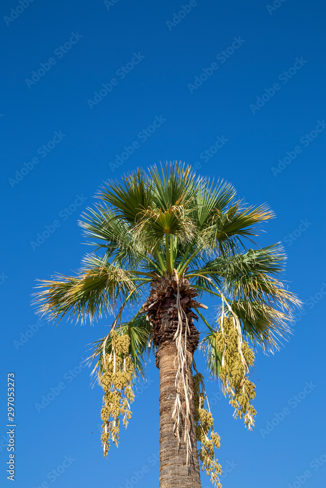 date palm tree under blue sky date palm tree under blue sky