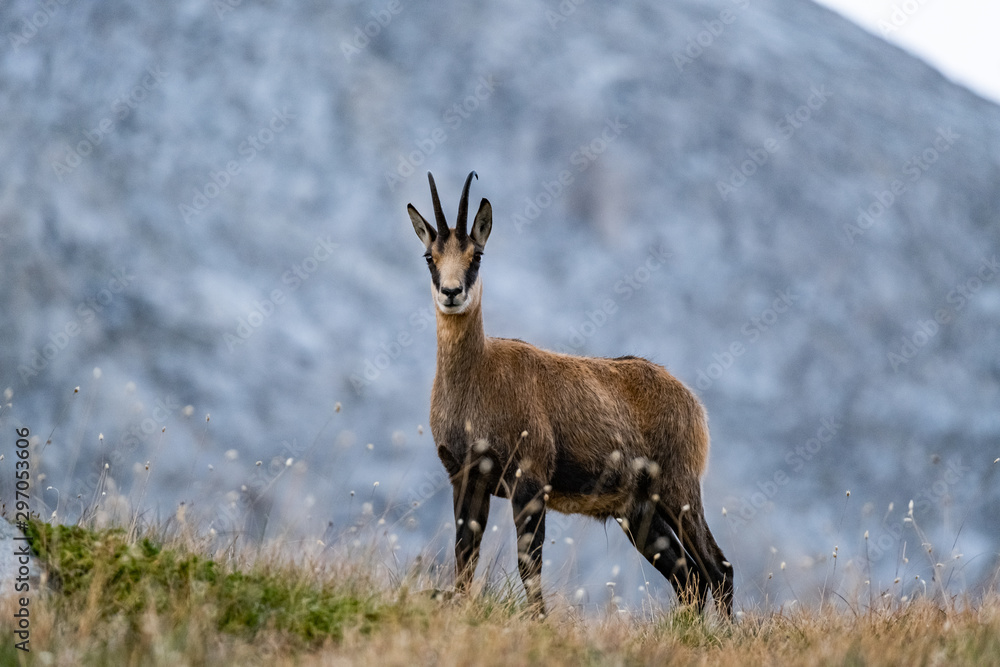 Wild goats in the bulgarian mountains, Pirin national park Wild goats in the bulgarian mountains, Pirin national park