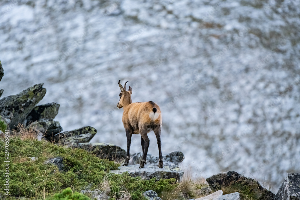 Wild goats in the bulgarian mountains, Pirin national park Wild goats in the bulgarian mountains, Pirin national park