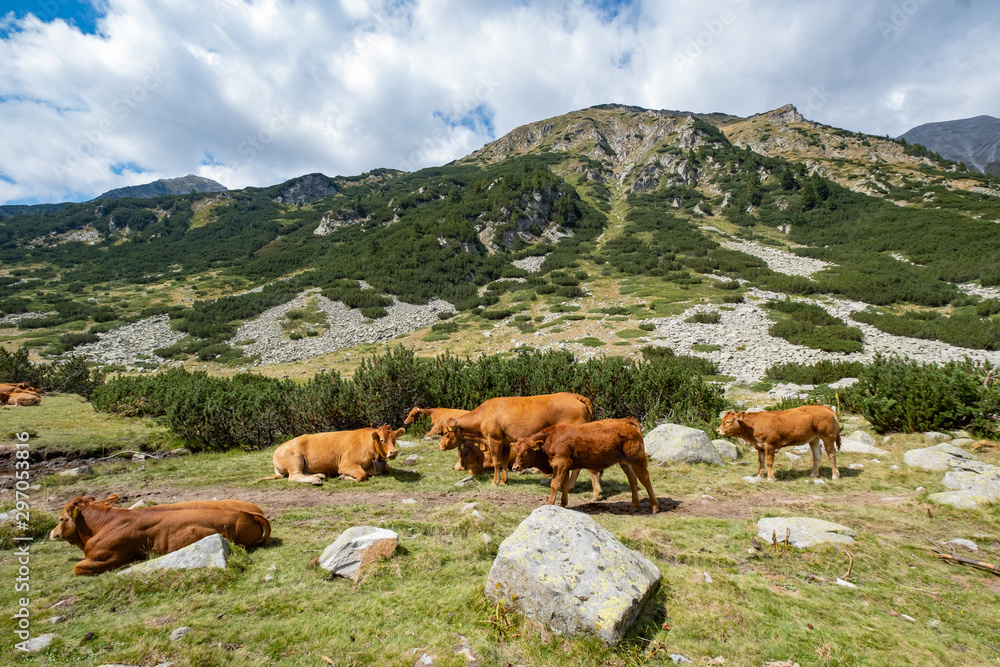 Landscape with cows in the mountains 