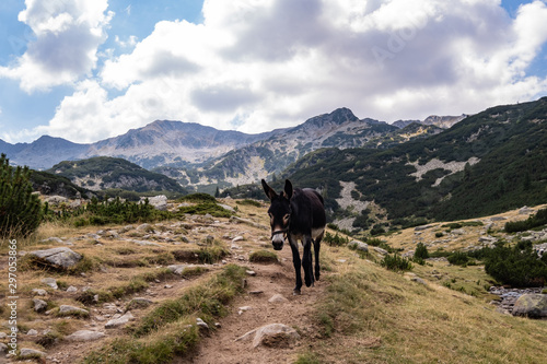 Cute black donkey on the mountain road © serejkakovalev