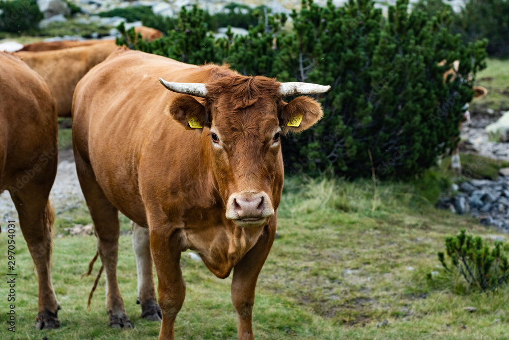 Landscape with cows in the mountains 