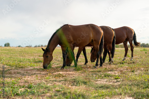 the horses eating the grass on the mountain meadow  grazing on the field against the sky
