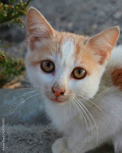portrait of a orange-headed cat © byyszr