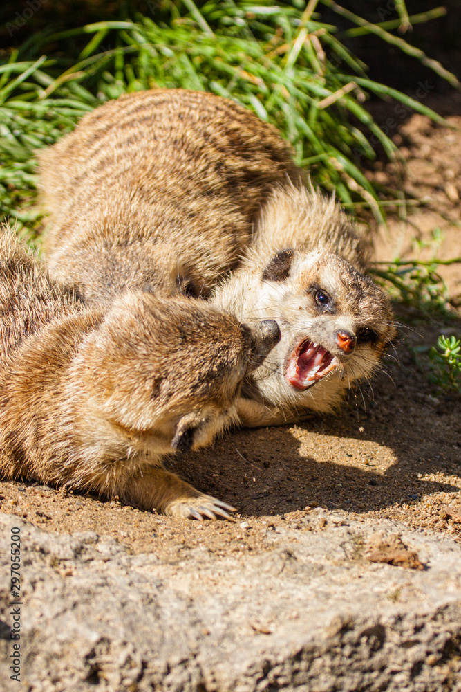 Fototapeta premium Erdmännchen (Suricata suricatta)
