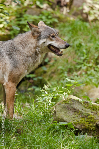 Wolf oder Grauwolf  Canis lupus 
