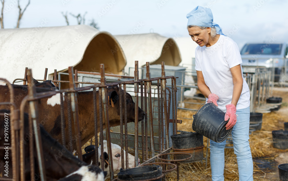 Portrait of smiling mature woman farmer taking care  cows at farm