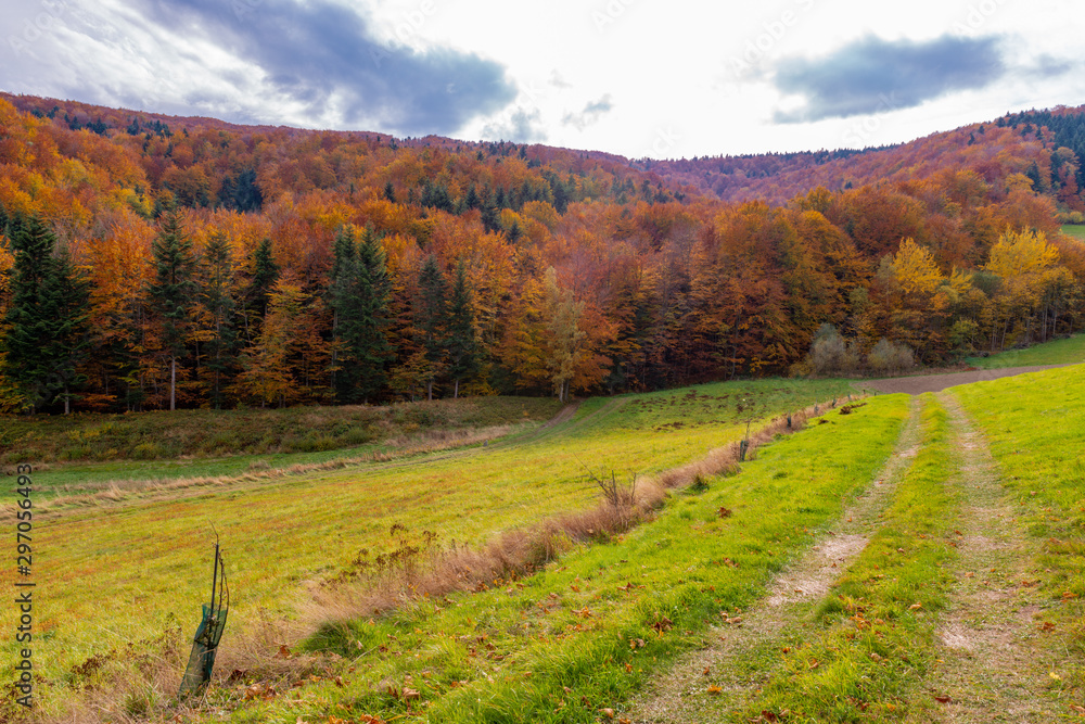 Naklejka premium autumn landscape with back road