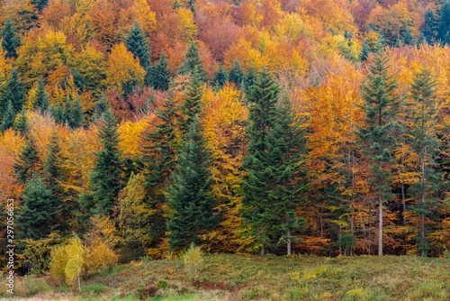 Golden Polish autumn landscape with trees in mountains