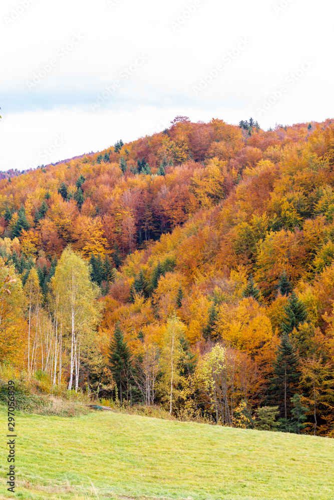 Naklejka premium Autumn landscape with trees and blue sky in Poland