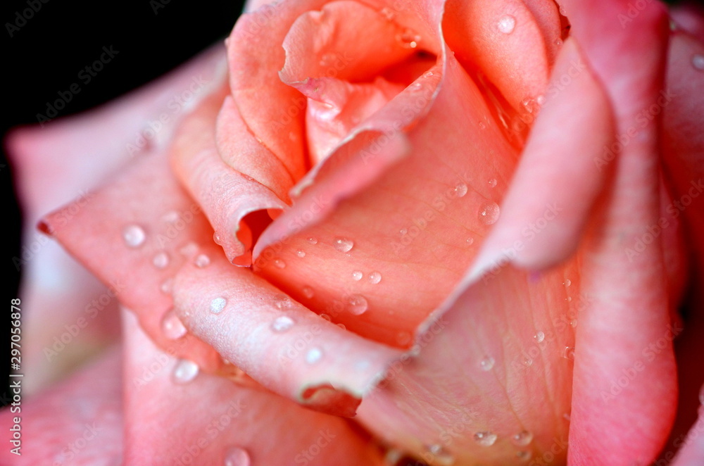 Regentröpfchen auf einer Rose