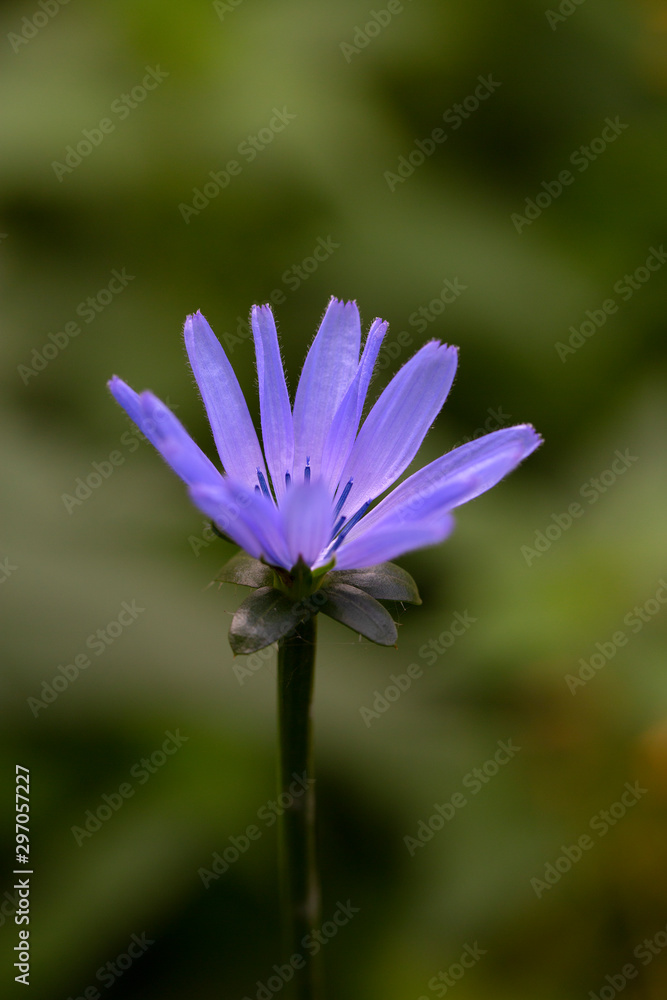 Common chicory (Cichorium intybus); close-up of flower Common chicory (Cichorium intybus); close-up of flower