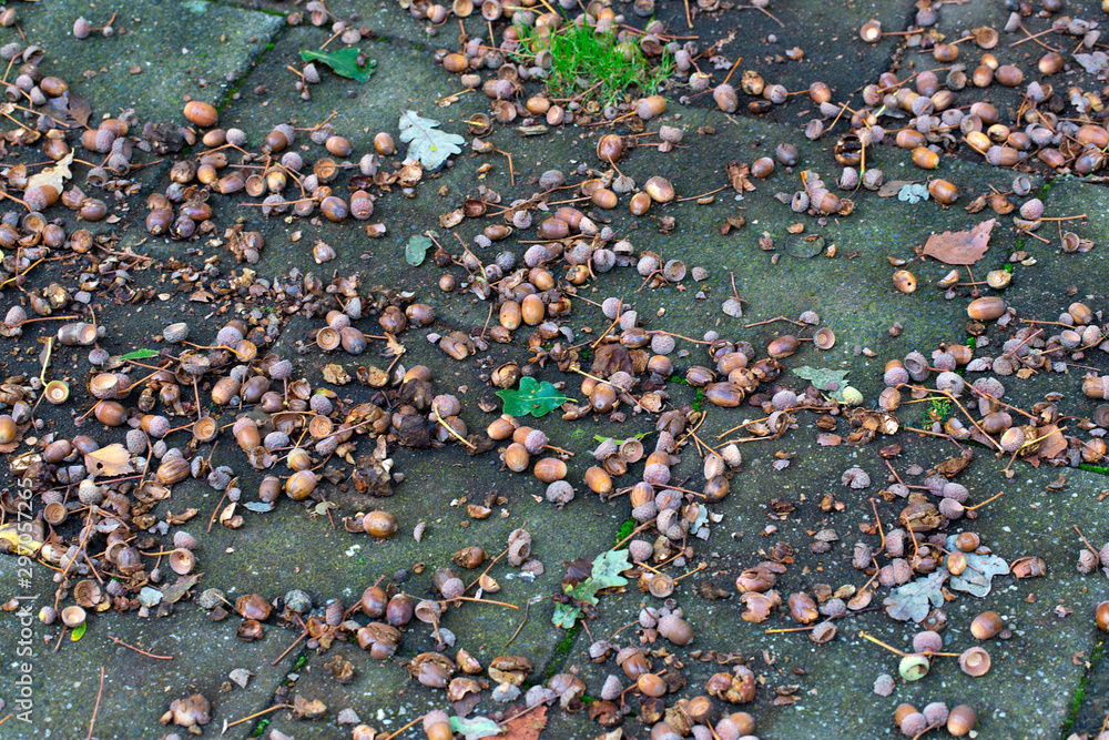 Acorns of Common oak (Quercus robur) on paving stones Acorns of Common oak (Quercus robur) on paving stones