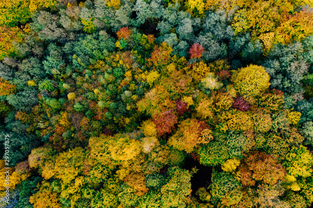 Colorful trees at the beginning of autumn seen from a drone. Colorful trees at the beginning of autumn seen from a drone.
