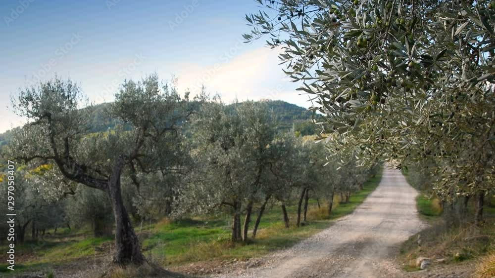 Typical Tuscan landscape with white road and olive trees. Detail of olives on branches with olives before the harvesting. 4K UHD Video. zoom camera movement. Typical Tuscan landscape with white road and olive trees. Detail of olives on branches with olives before the harvesting. 4K UHD Video. zoom camera movement.