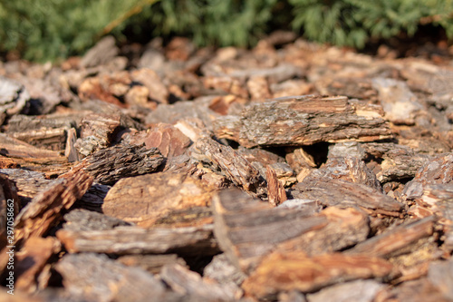 lawn made of pieces of tree bark