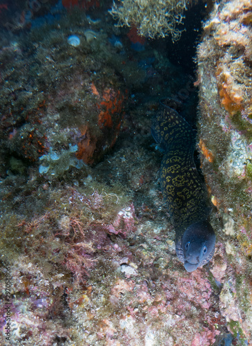 Wallpaper Mural sea ​​bottom with many fish Torontodigital.ca