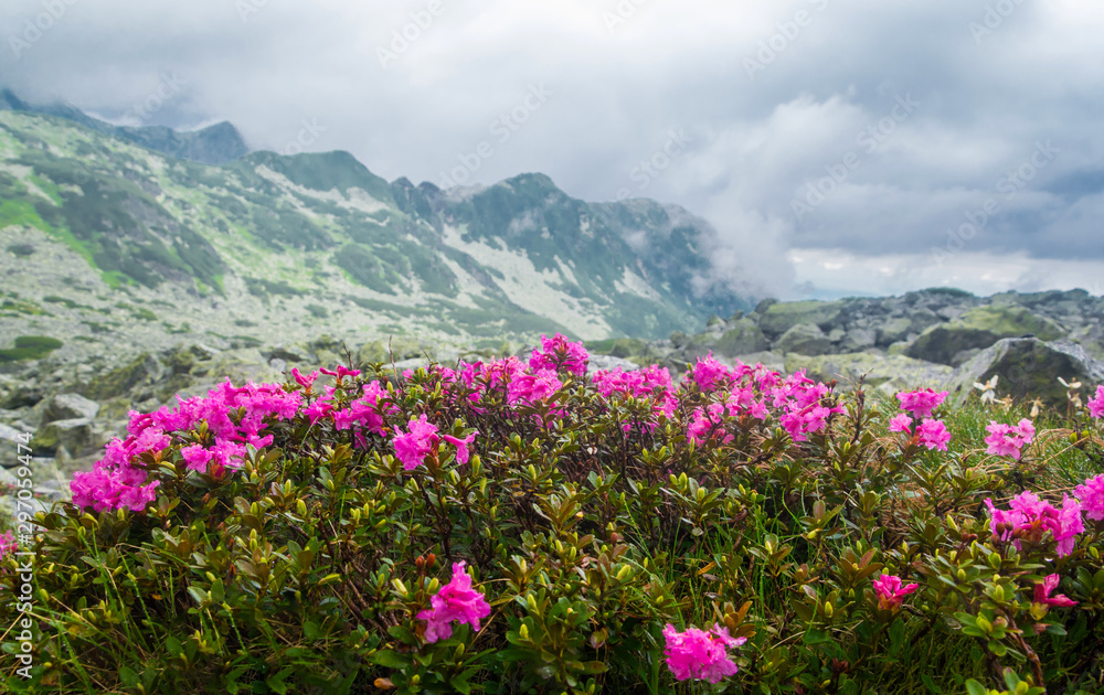 Magic pink rhododendron flowers on summer in foggy mountain. Blossoming rhododendron in mountains. Summer landscape with pink flowers. Magic pink rhododendron flowers on summer in foggy mountain. Blossoming rhododendron in mountains. Summer landscape with pink flowers.