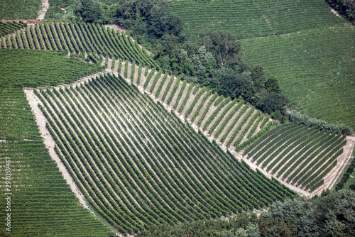 Landscape over grapefilds Piemote, Italy