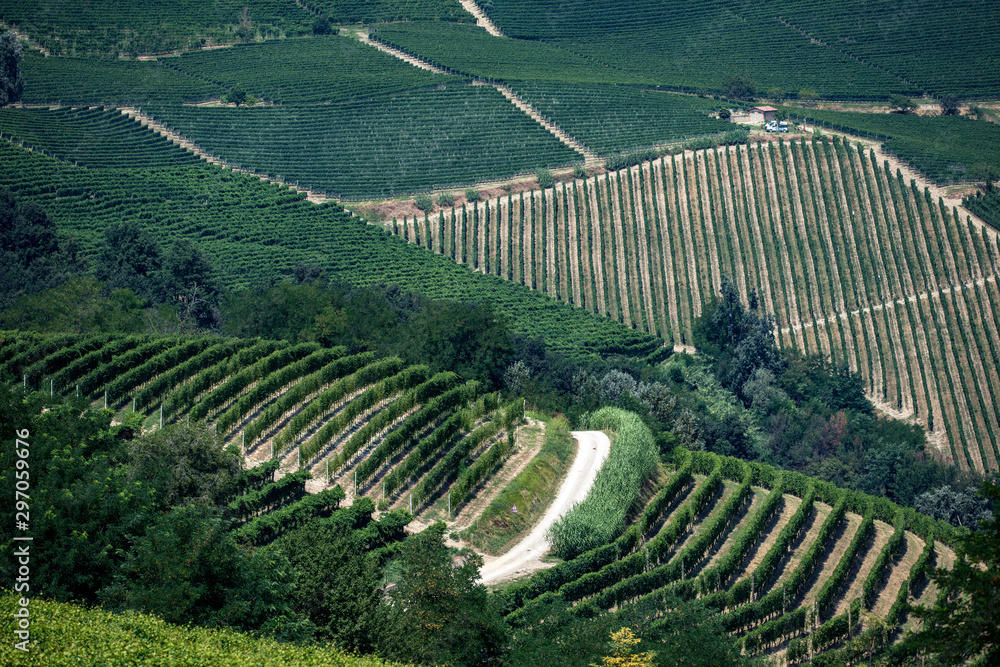 Road thru landscape over grapefilds Piemote, Italy