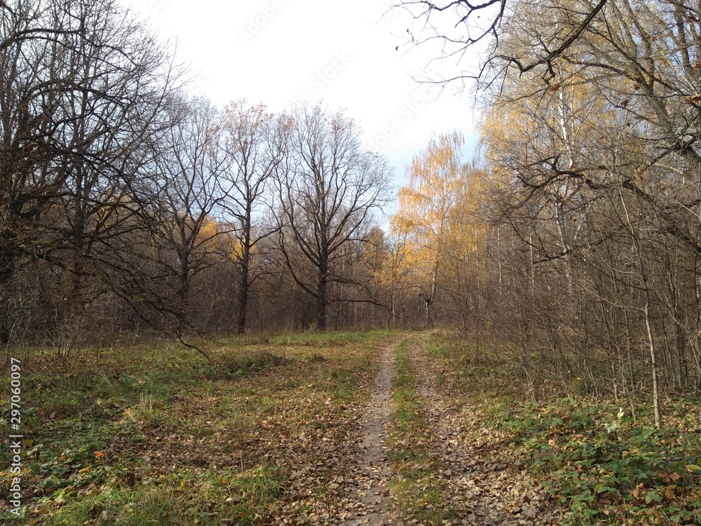 Fototapeta premium road in forest