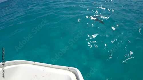 Black-tip reef sharks underwater