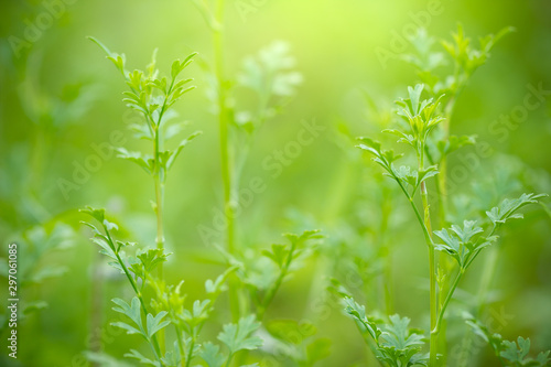 Coriandrum spp on green nature background and morning sunlight at organic farm. Closeup and copy space. Concept of medicinal plants or herb.