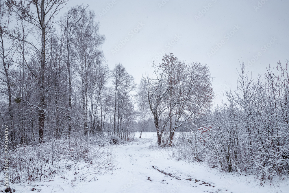 Winter white landscape with Christmas trees in the snow, Christmas background. Travel, Happy New Year, Merry Christmas. Winter white landscape with Christmas trees in the snow, Christmas background. Travel, Happy New Year, Merry Christmas.