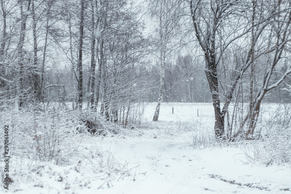 Obraz premium Winter white landscape with Christmas trees in the snow, Christmas background. Travel, Happy New Year, Merry Christmas.