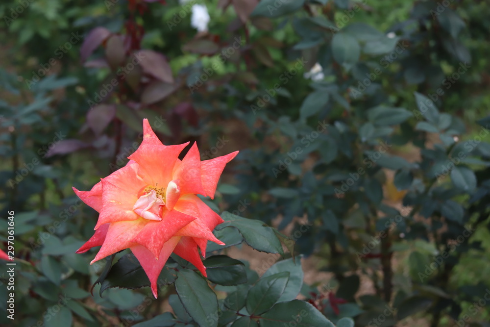 Fototapeta premium 薔薇