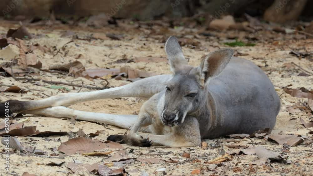 red kangaroo sleeping on the ground red kangaroo sleeping on the ground