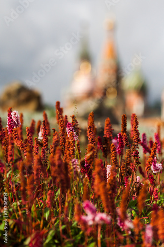 Himalayan bistort in the park Zaryadye against the background of St. Basil’s Cathedral in october.CR2