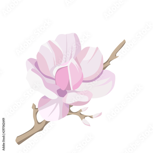 Magnolia-tree flower isolated on white background. Contour silhouette of a flowering branch.