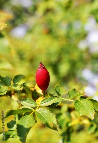 ripe red fruit on a branch