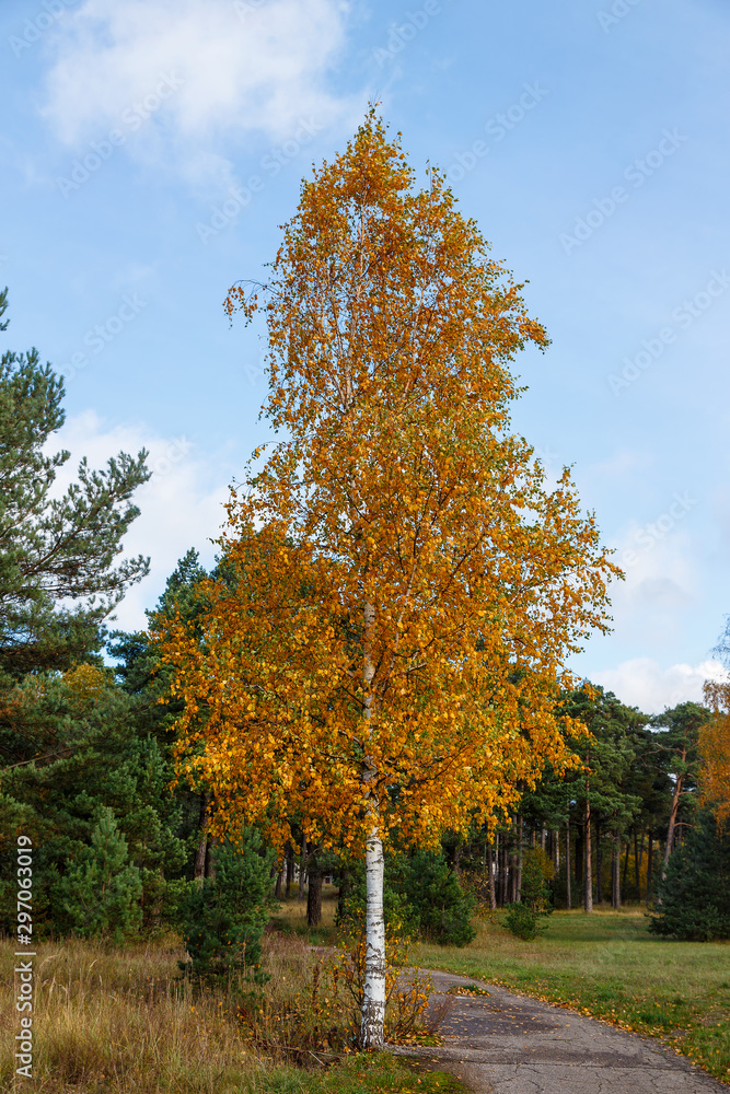 Naklejka premium Yellowed tree on a background of green pine forest