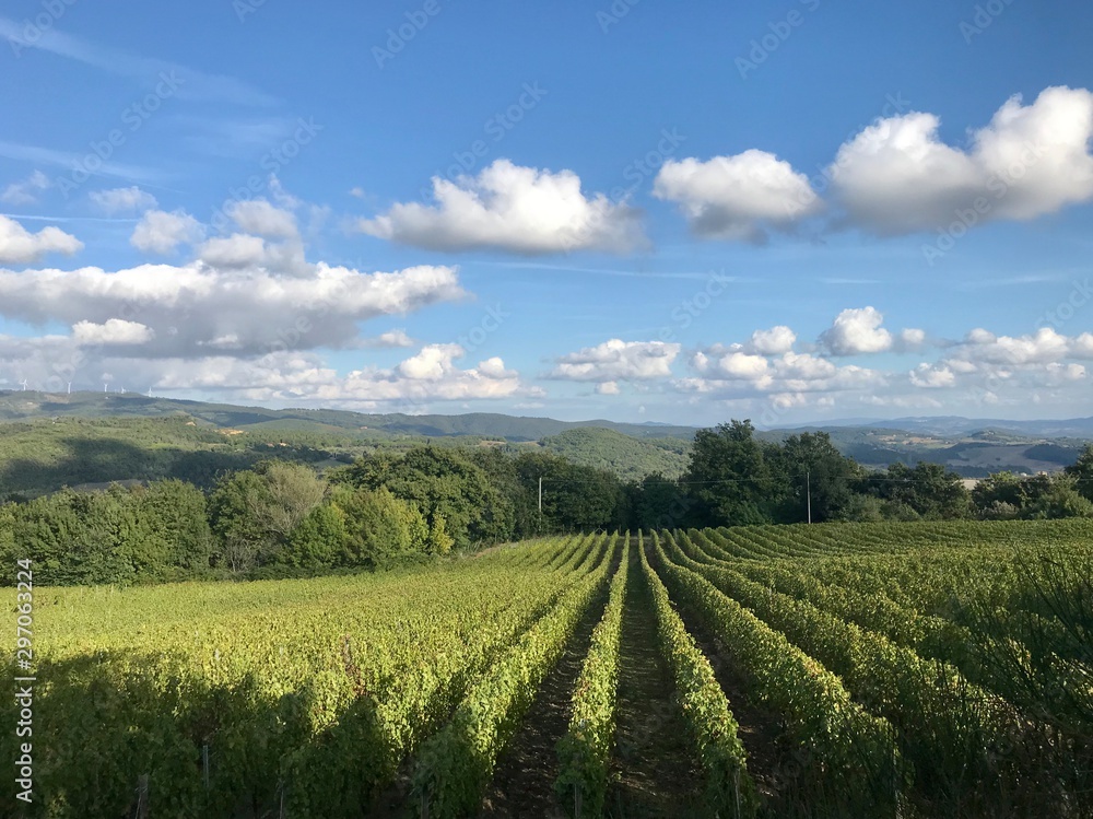 Vineyard landscape with green field and blue sky